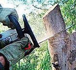 How Our Tree Care Process Works  in  Rice Lake, WI